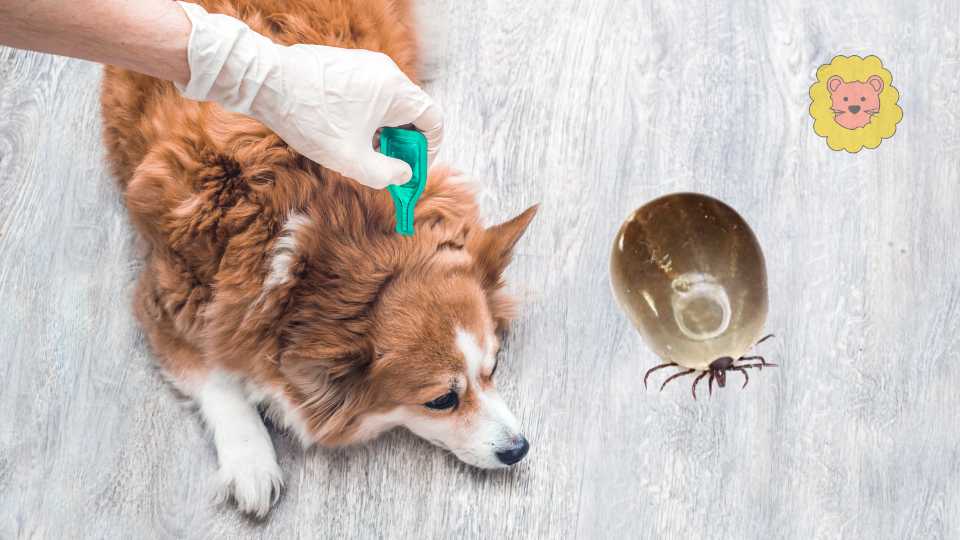 Simparica Zeckentablette – Erfahrungen & Nebenwirkungen