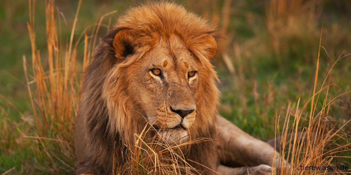 Faszinierende Tierwelt