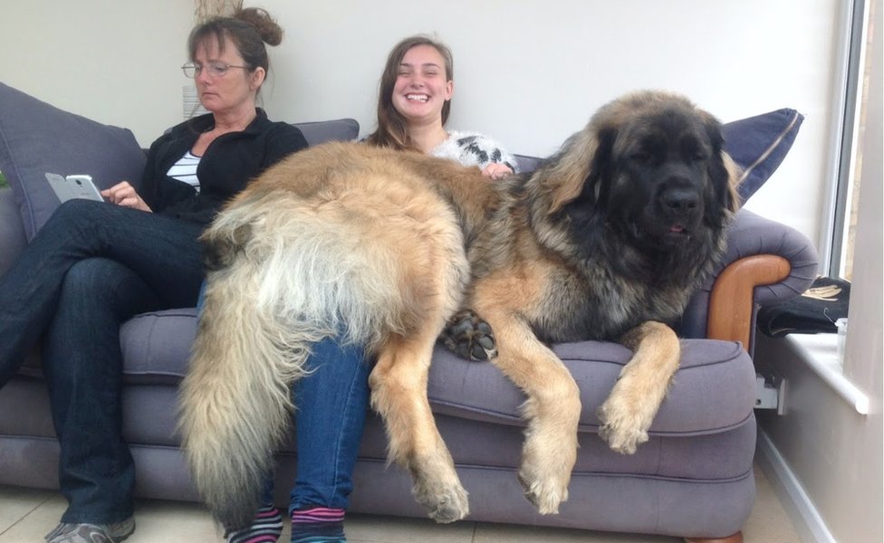 11 der größten Hunde der Welt – Leonberger, Zeus & Hercules