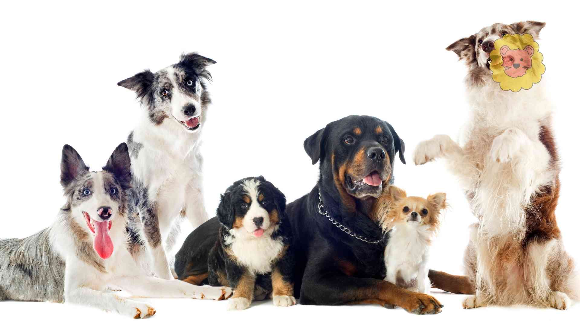 15 Hunde die viel haaren – Mit Bildern & Pflegetipps