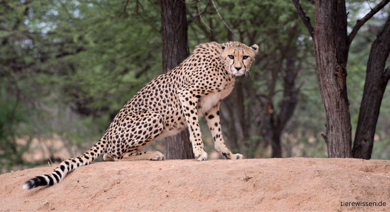 Afrikanischer Gepard – Einzigartige Anpassungsfähigkeit des schnellsten Landtieres