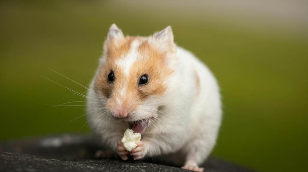 Hamster einschläfern lassen: Wann ist es Zeit?