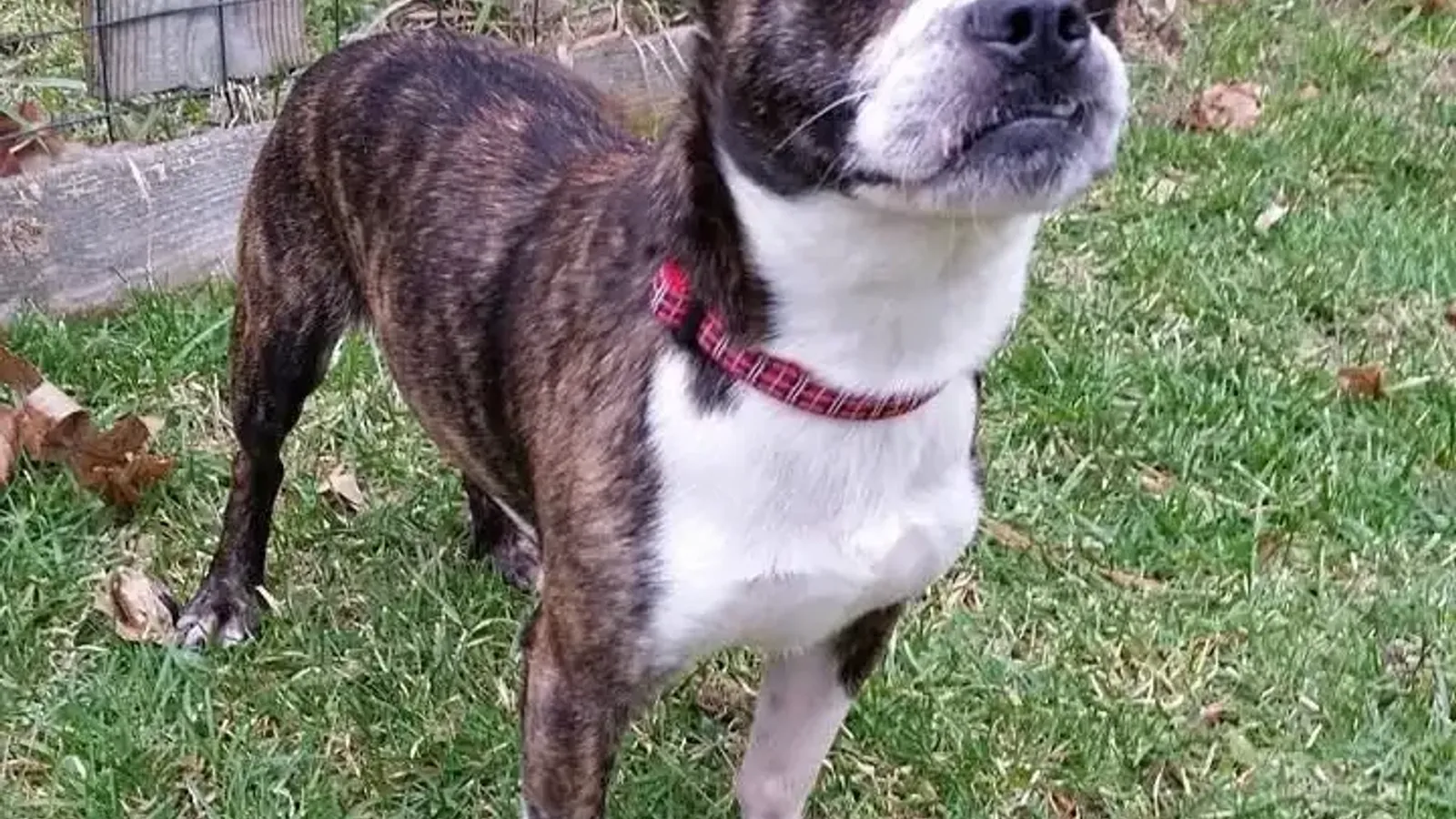 Hund neurologische Ausfälle Hinterbeine: Ursachen, Symptome & Behandlung