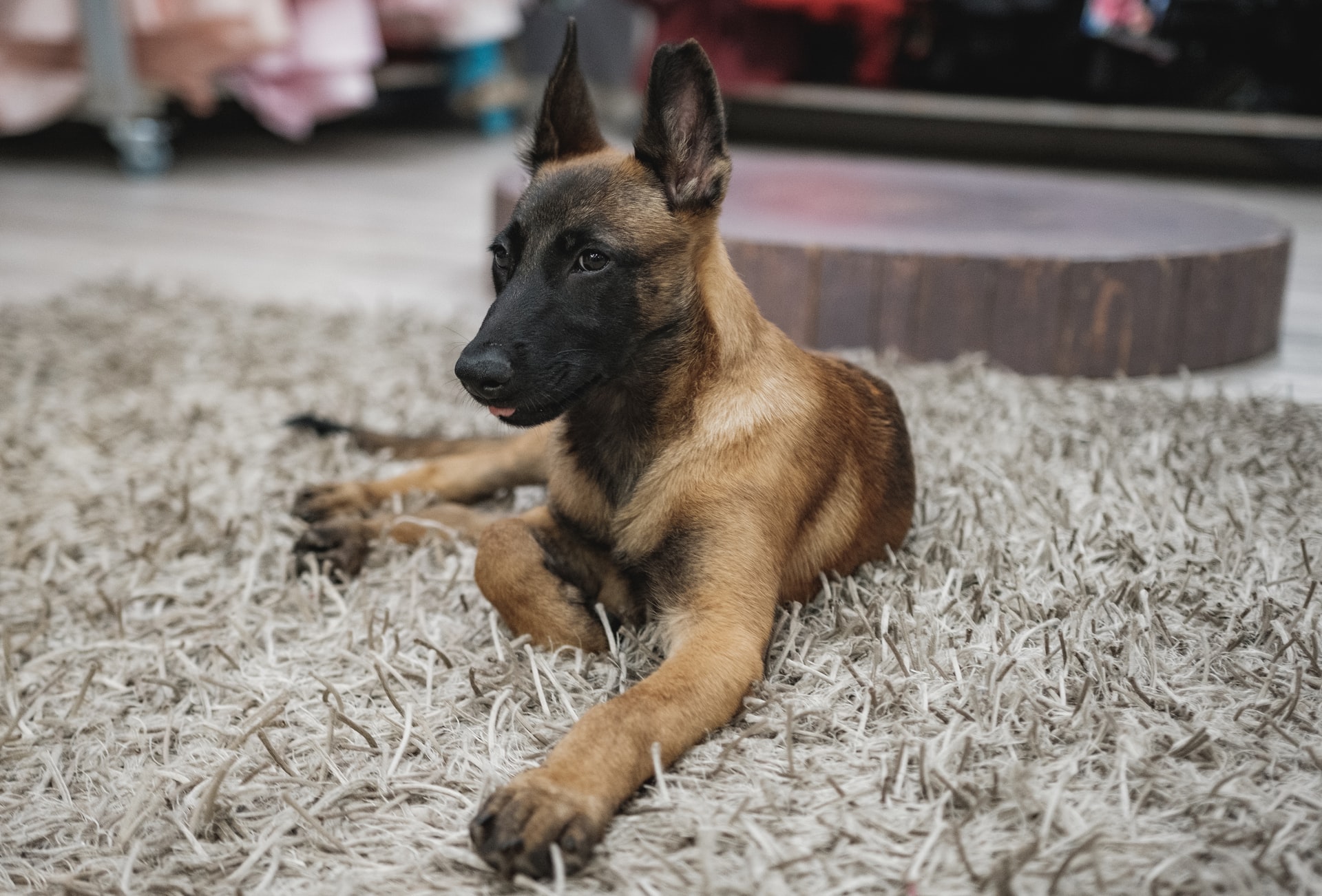 Belgischer Malinois – Schäferhund, Welpen & Charakter 2025