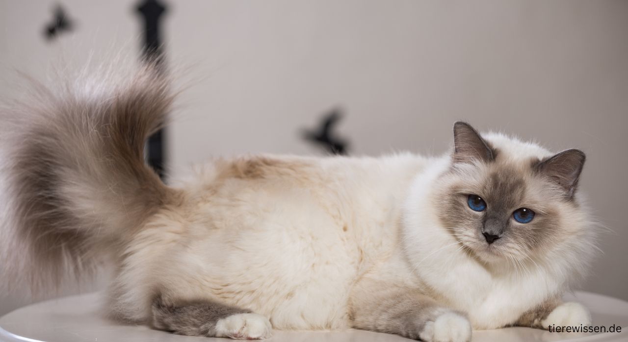Birma Katze – Züchter, kaufen, Charakter, Tierheim & Pflege