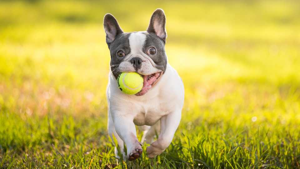 Dackel Bulldogge Mix – Charakter, Gesundheit & Haltung