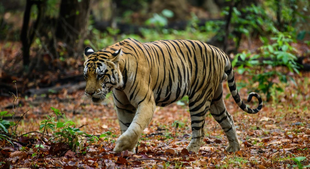 Der brutalste Tiger der Welt – Angriffe, Menschenfresser & Fakten