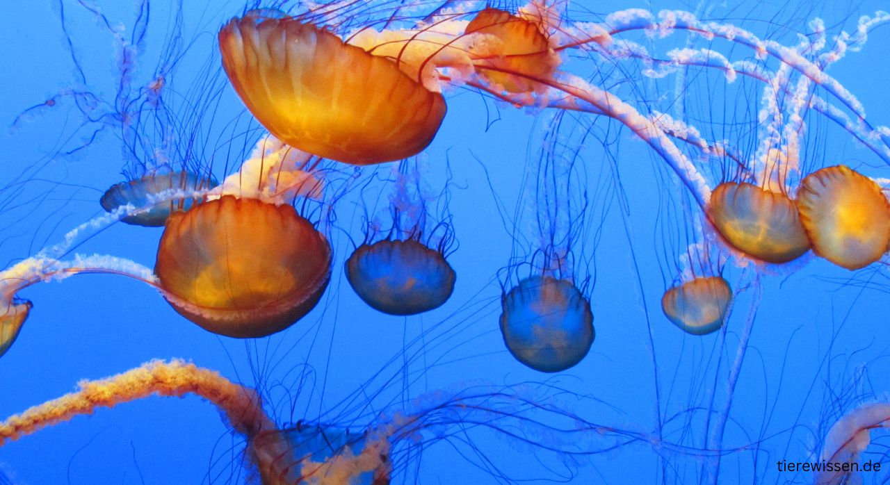 Die farbenfrohe Geschichte der Quallen – Evolution & Faszination