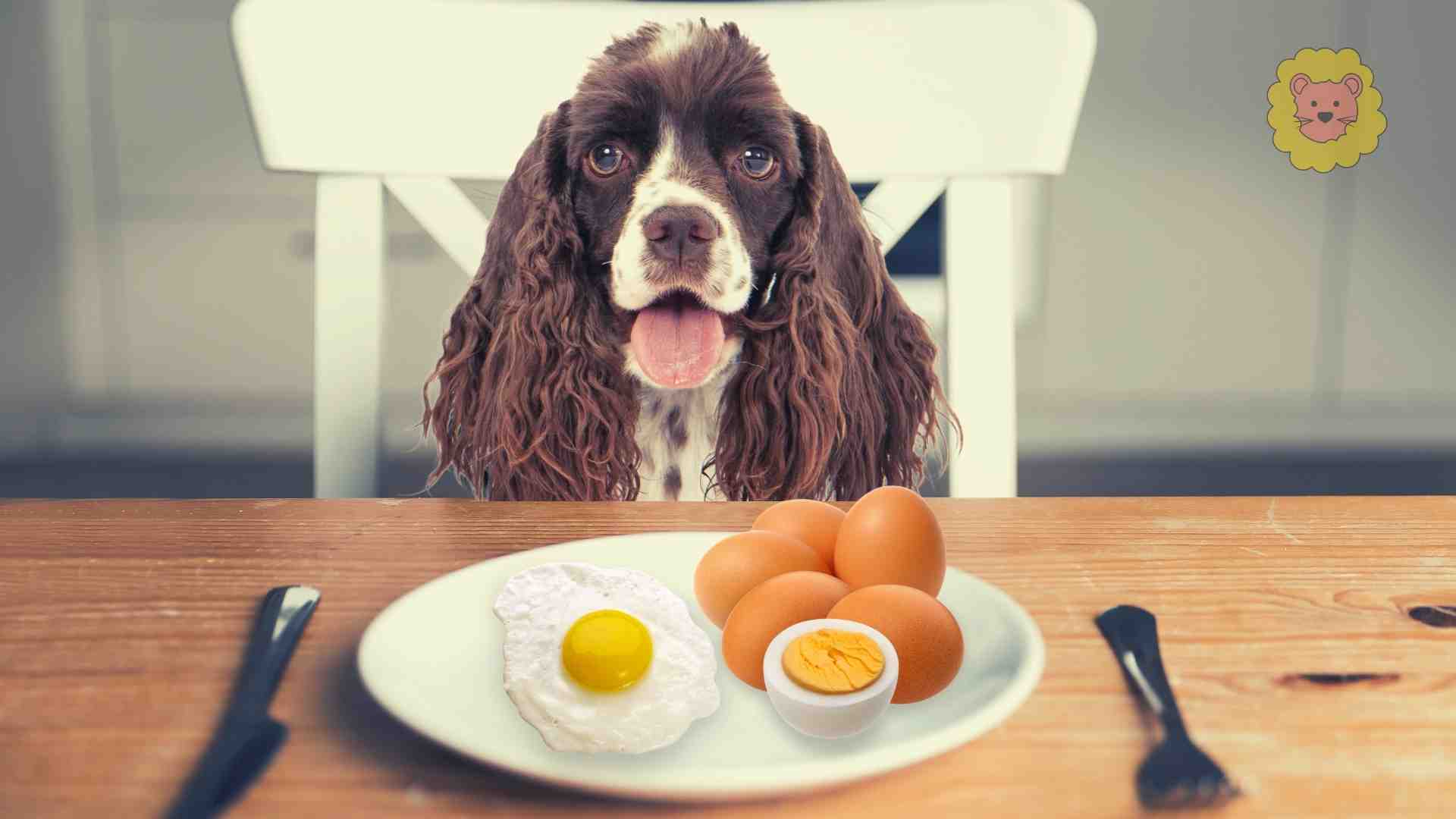 Dürfen Hunde gekochte Eier essen? Wichtige Information