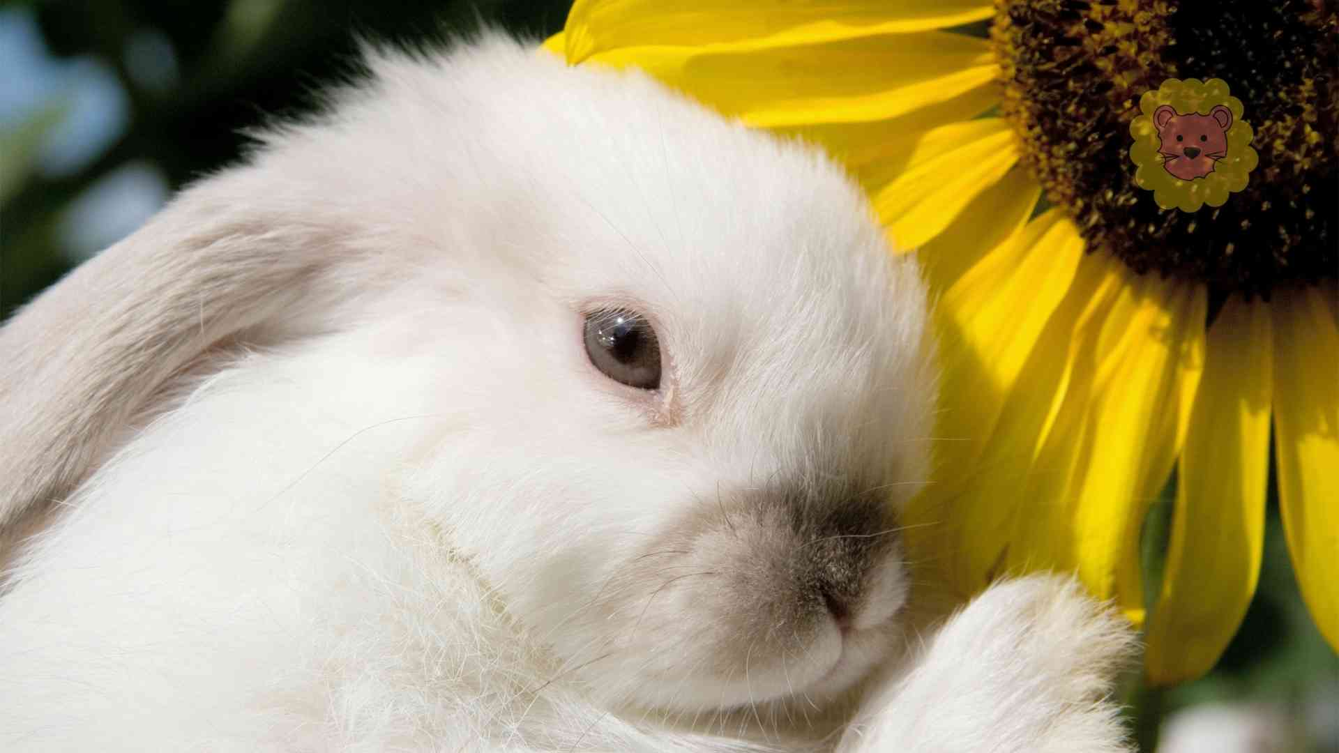 Dürfen Kaninchen Sonnenblumen essen? Wichtige Information