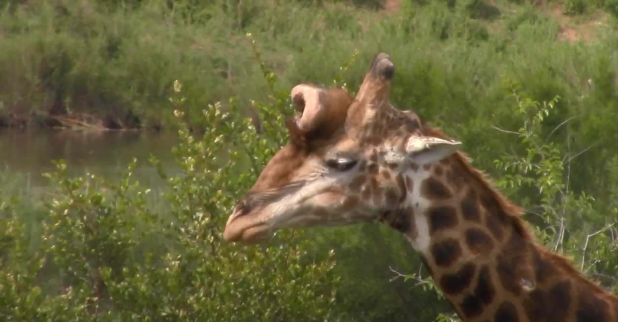 Giraffe mit Down-Syndrom – Massives Loch im Kopf & Fakten