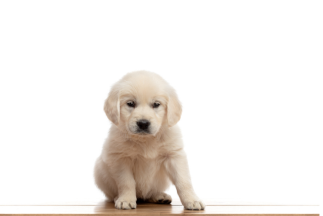 Golden Retriever: Der perfekte Familienhund
