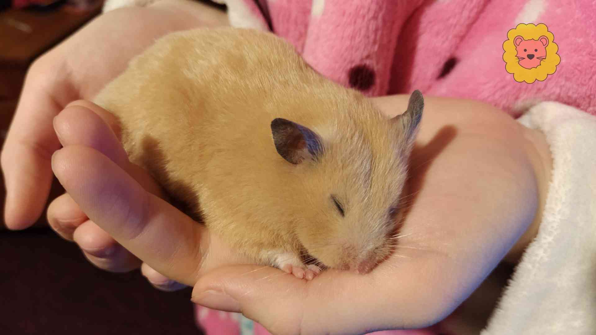 Hamster einschläfern – Kosten, Ablauf & Entscheidungshilfe