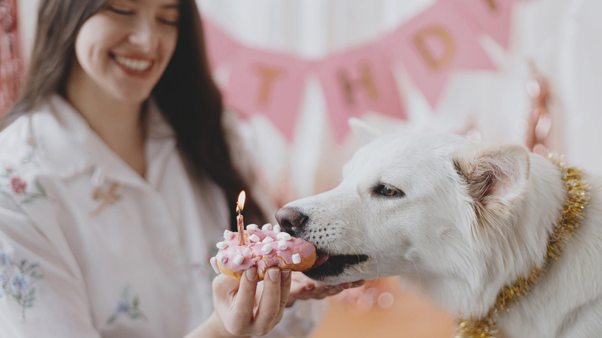 Happy Birthday Hund – Tolle Ideen & Wünsche für den Geburtstag Ihres Hundes