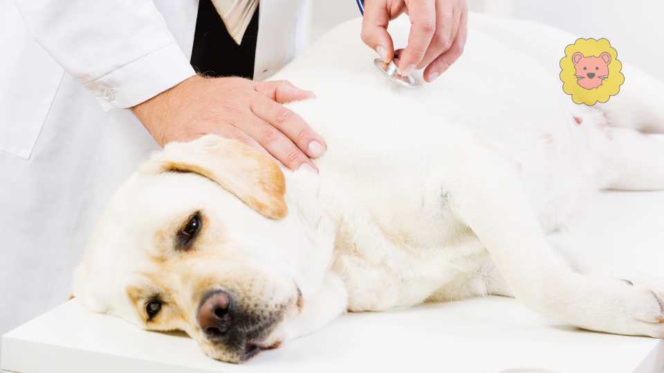 Hausmittel für harten Bauch beim Hund – Was hilft wirklich?