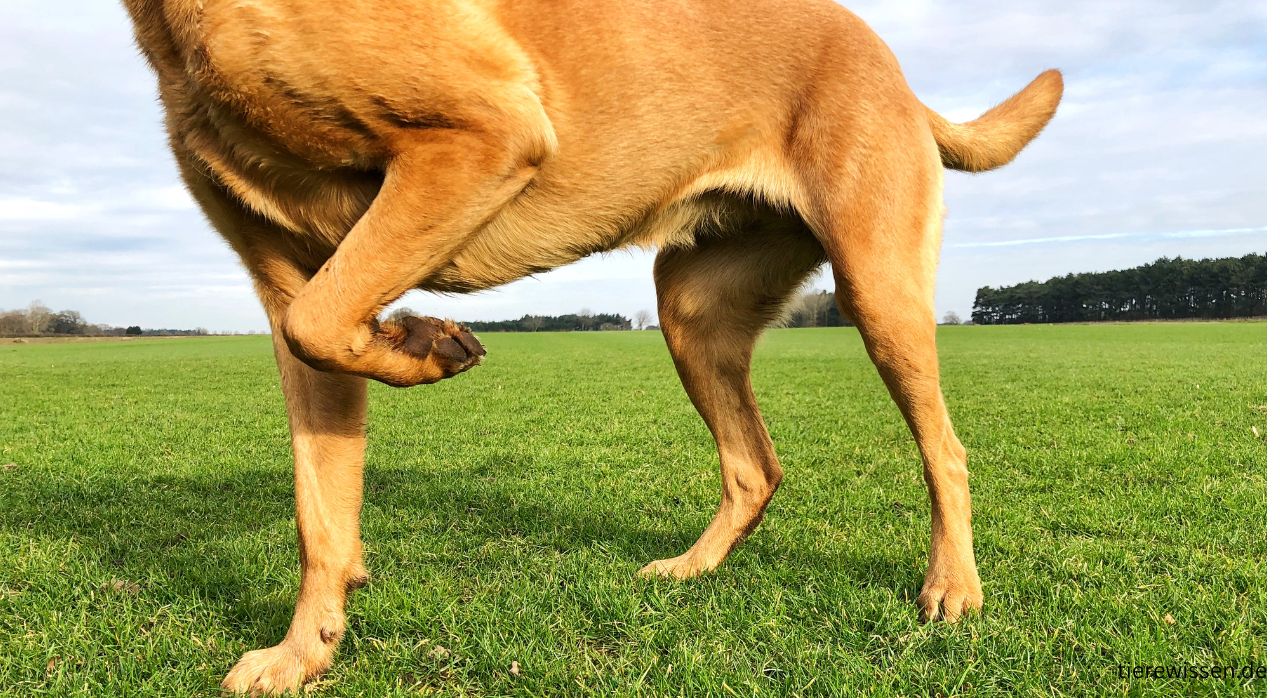 Hund humpelt – Ursachen verstehen & was du tun kannst