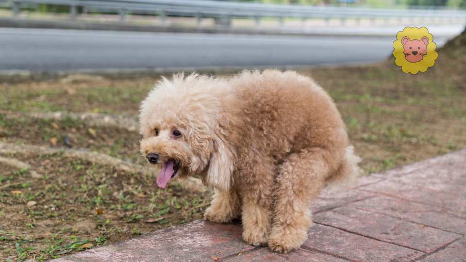 Hund hat Probleme beim Kot absetzen – Ursache, Symptome & Hausmittel