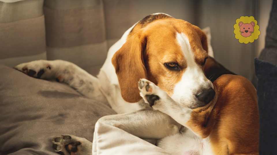 Hund kahle Stellen ohne Juckreiz – Ursachen & Hausmittel
