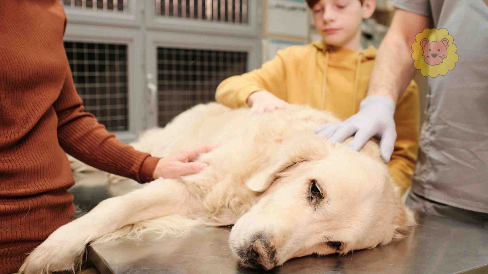 Hund Lymphom: Symptome, Lebenserwartung & Einschläfern