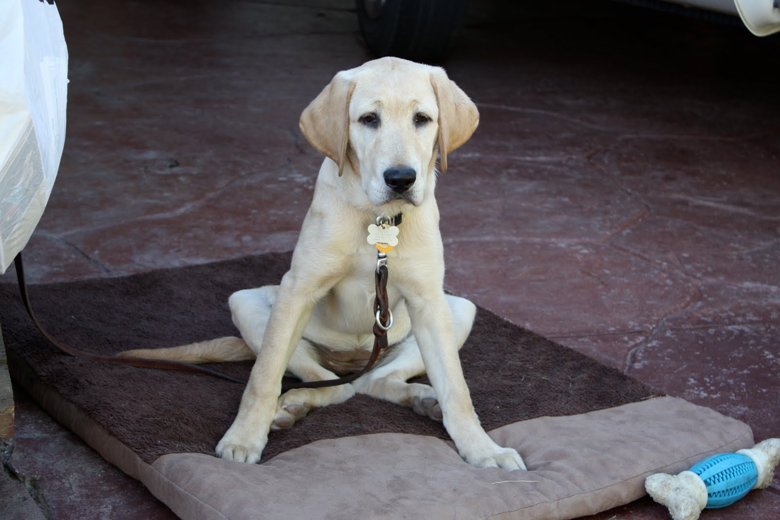 Hund sitzt wie ein Frosch – Was bedeutet der faule Sitz?