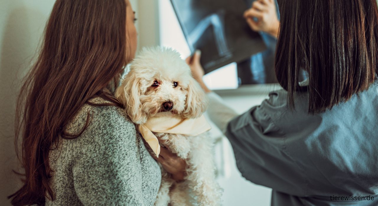 Hund Übelkeit – Symptome, Hausmittel & Behandlung