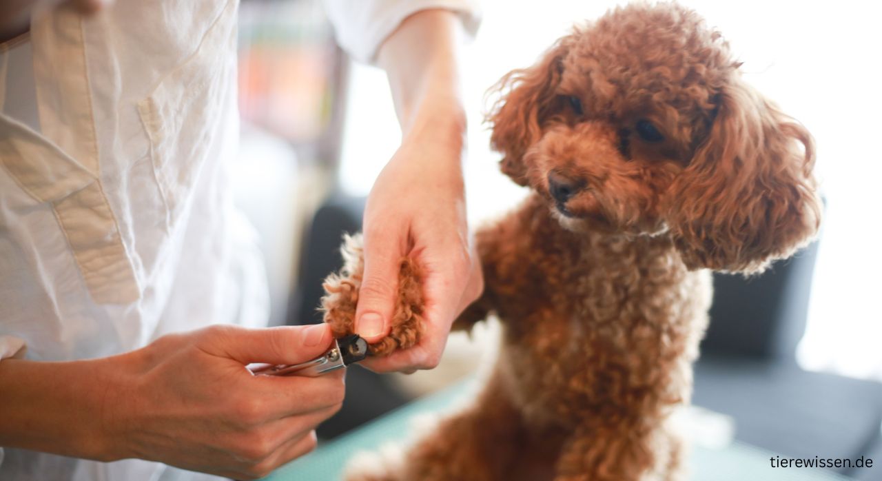 Krallen schneiden beim Hund & Wolfskralle entfernen – Kosten & Tipps