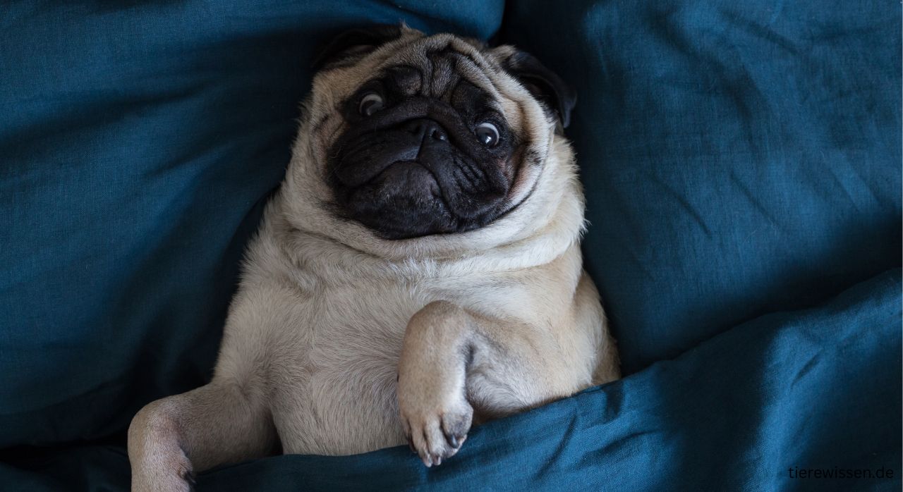 Schnupfen beim Hund – Ursachen, Symptome und Hausmittel