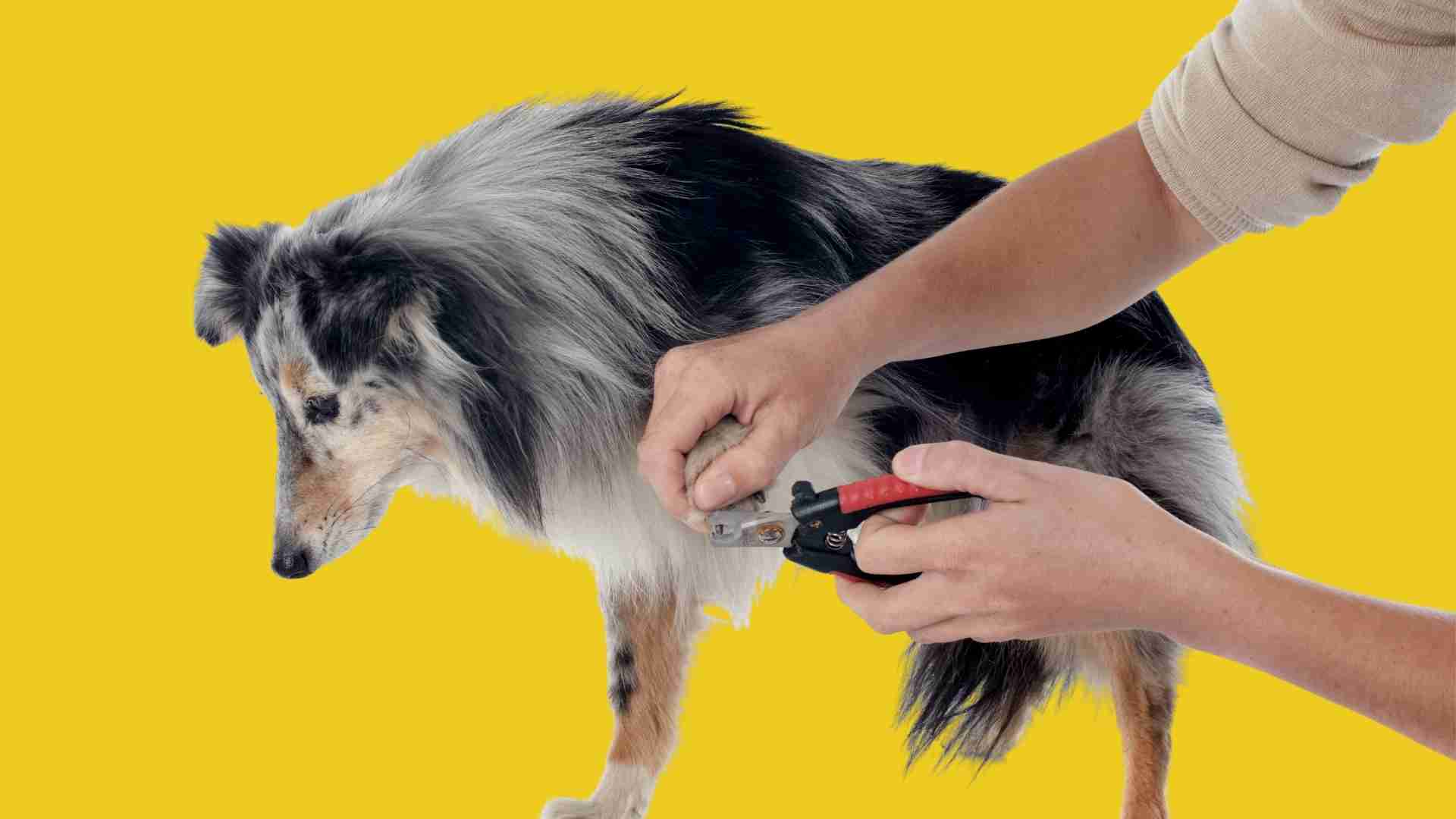 Schwarze Krallen schneiden beim Hund – Anleitung & Tipps