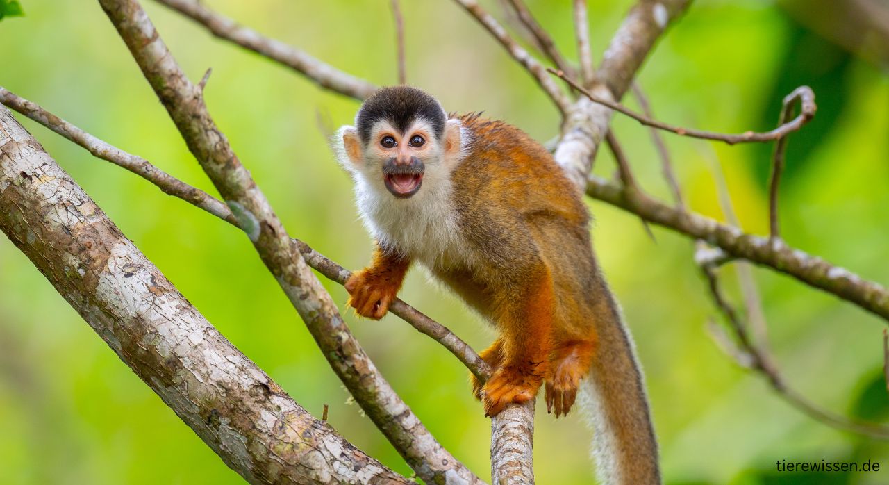 Spannende Lebenswelt der Affen und Primaten – Faszinierende Fakten