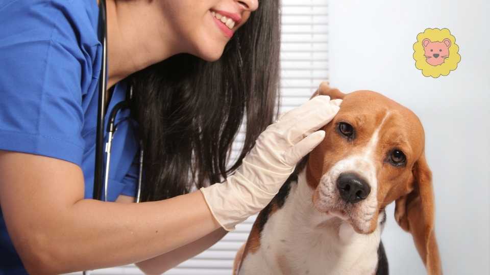 Virbac Easotic rezeptfrei kaufen – Geht es?