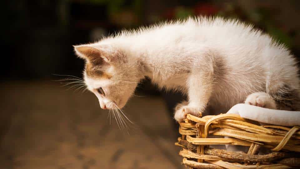 Wenn deine Katze nicht mehr springen kann: Ursachen, Symptome & Hilfe