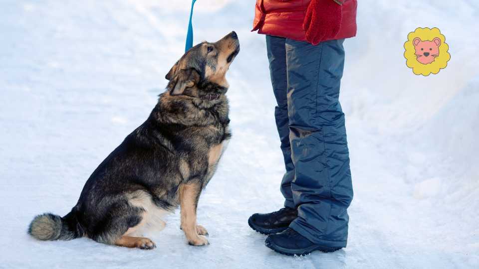 Wenn dein Hund sich nicht mehr auf den Beinen halten kann – Ursachen & Hilfe