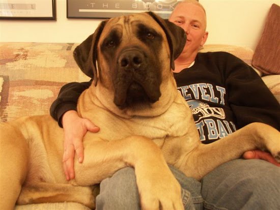 Der Größter Hund Der Welt AICAMA ZORBA