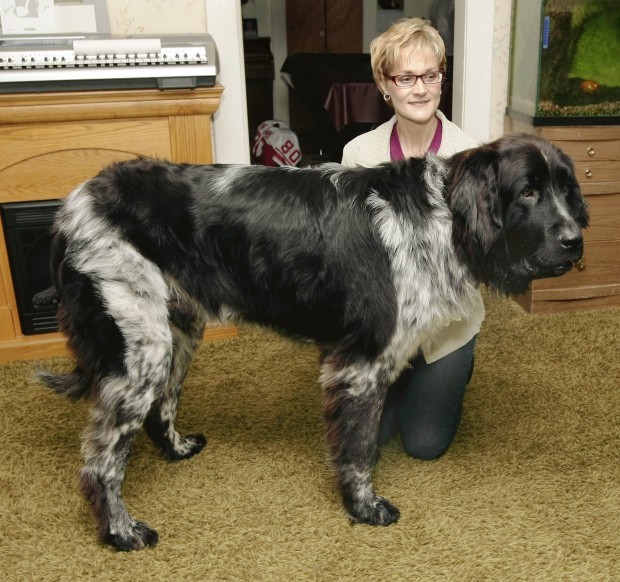 6. Der Größter Hund Der Welt BOOMER