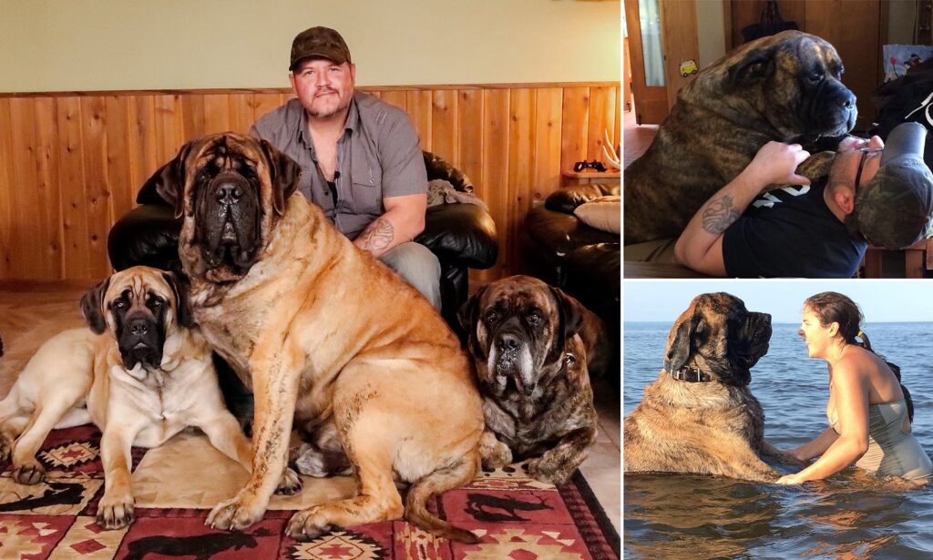 3. Der Größter Hund Der Welt English Mastiff