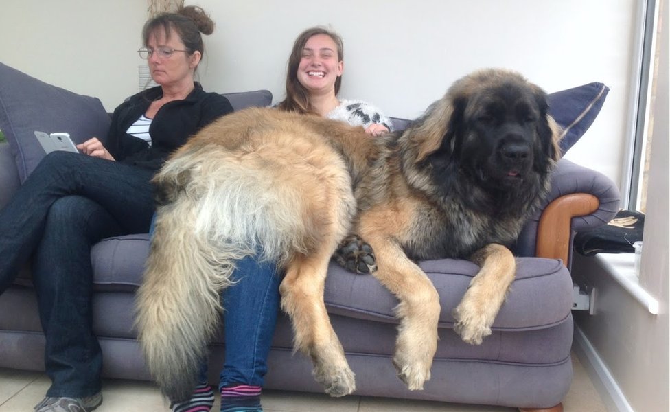 1. Der Größter Hund der Welt Leonberger
