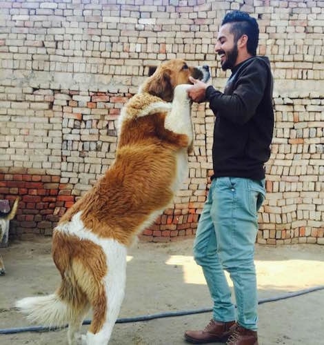 2. Der Größter Hund Der Welt Saint Bernard