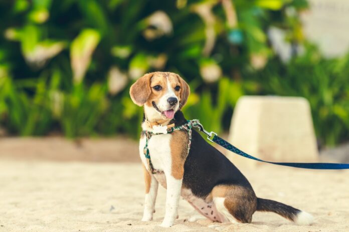 Beagle Hund Welpen