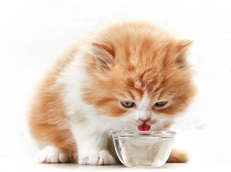 Katze Trinkt Sehr Viel Wasser Und Frisst Wenig