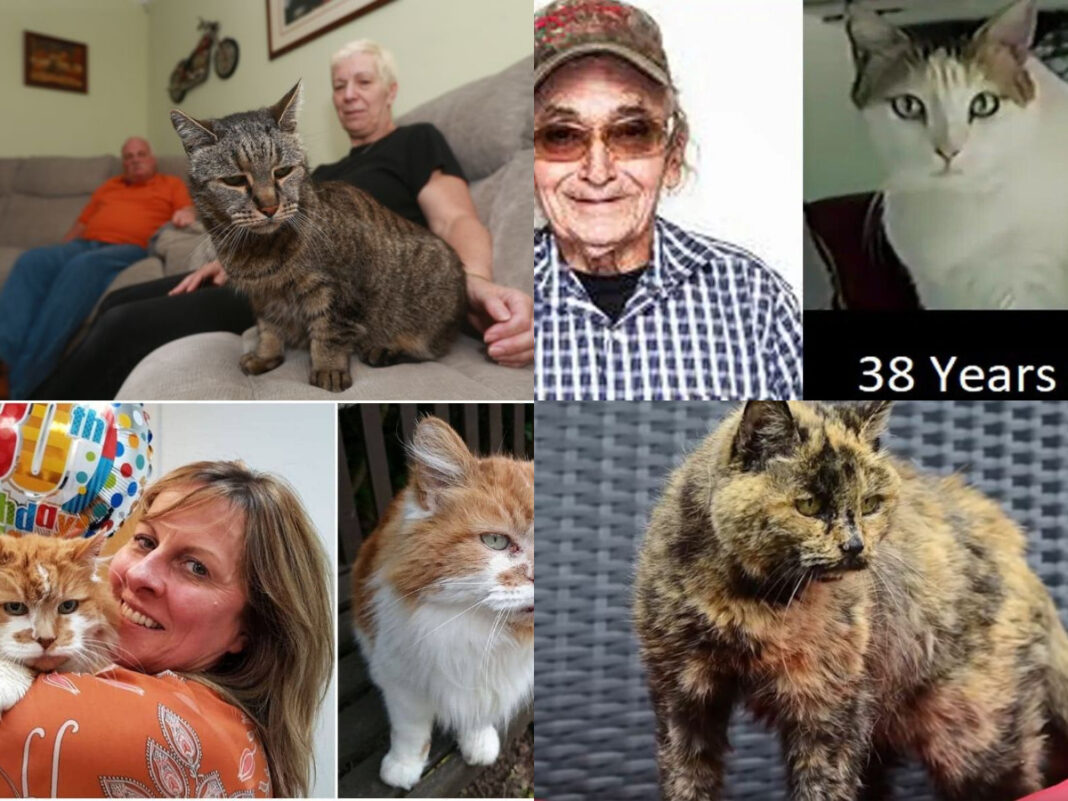 Die zehn ältesten Katzen aller Zeiten!
