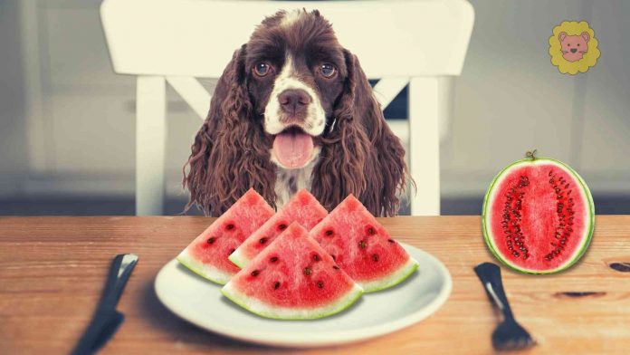 Dürfen Hund Wassermelone essen