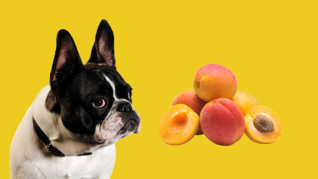 Dürfen Hunde Aprikosen essen | Getrocknete | Frische