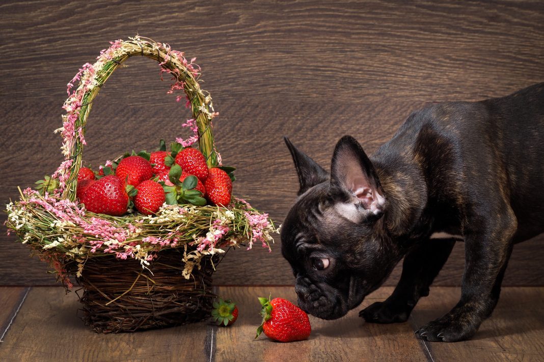 Dürfen Hunde erdbeer Essen?