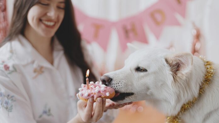 Happy Birthday Hund | Tolle Ideen Zum Feiern Des Geburtstags Ihres Hundes