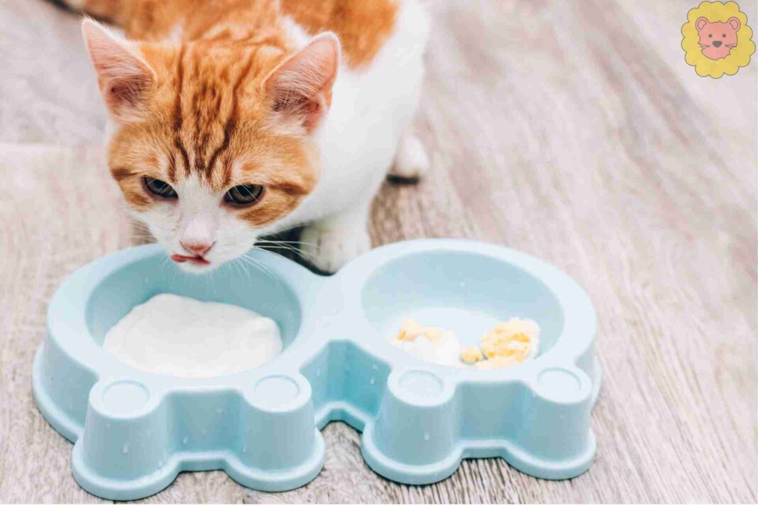 Dürfen Katzen Joghurt Essen?