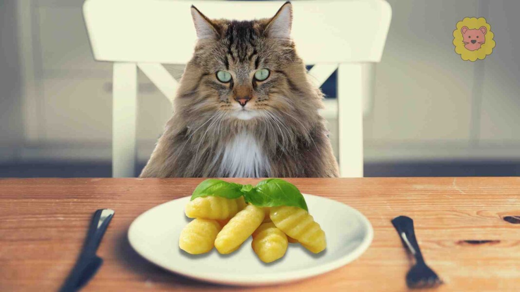 Dürfen Katzen Kartoffeln Essen