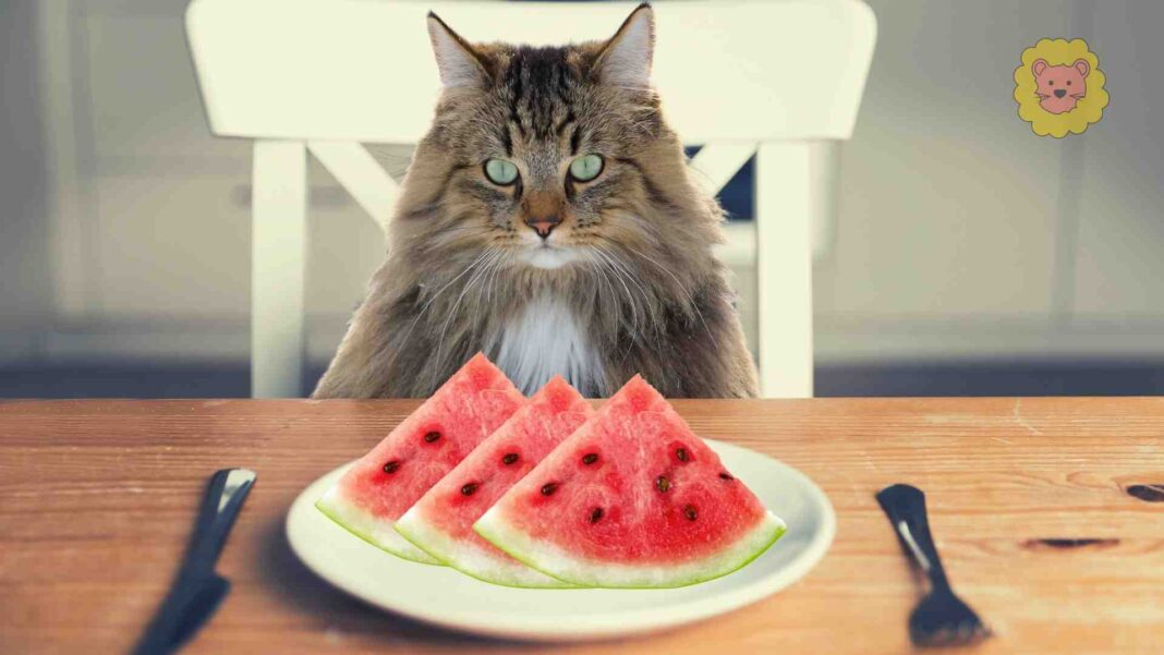 Dürfen Katzen Wassermelone Essen
