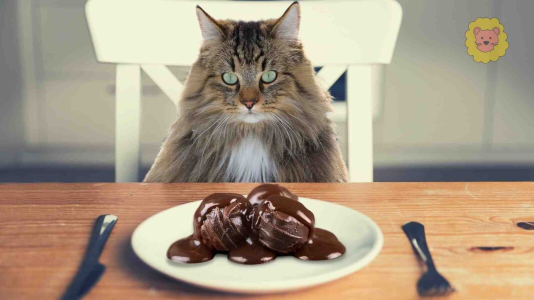 Dürfen Katzen schokolade Essen