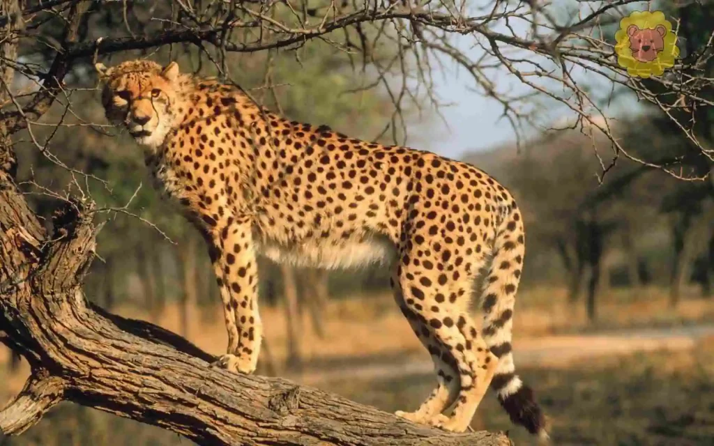 gepard wildkatze