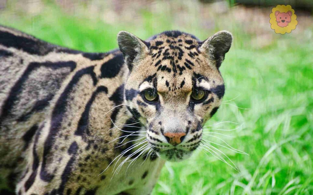 Grauer Leopard wildkatze